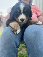 Buddy, a male Bernese Mountain Dog for sale in Montreal, MO – Photo 3 of 5