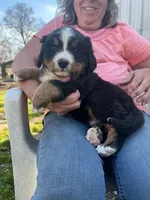 Buddy, a male Bernese Mountain Dog for sale in Montreal, MO – Photo 4 of 5