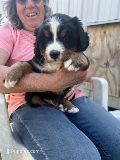 Buddy – Bernese Mountain Dog puppy for sale in Montreal, MO