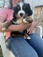 Buddy, a male Bernese Mountain Dog for sale in Montreal, MO – Photo 2 of 5