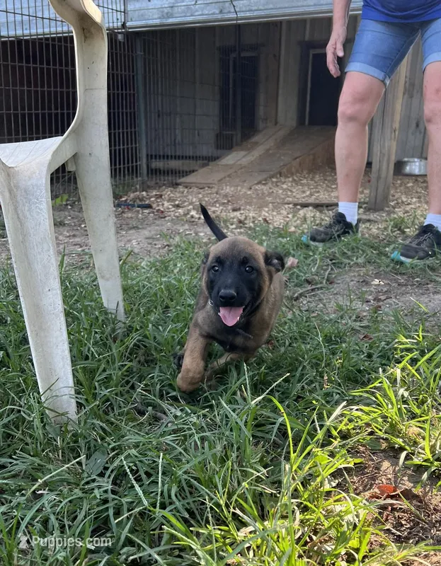 Black – Belgian Malinois puppy for sale in Montreal, MO