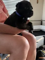 Blue, a male Belgian Malinois for sale in Montreal, MO – 3 of 4