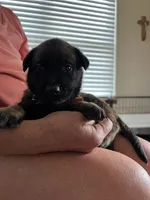 Orange, a female Belgian Malinois for sale in Montreal, MO – 3 of 3
