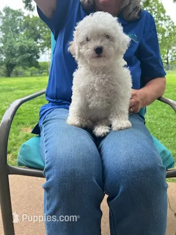 Pixie – Poodle - Miniature  puppy for sale in Montreal, MO