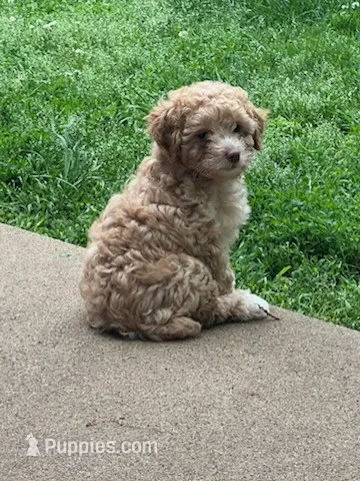 Caramel – Poodle - Miniature  puppy for sale in Montreal, MO