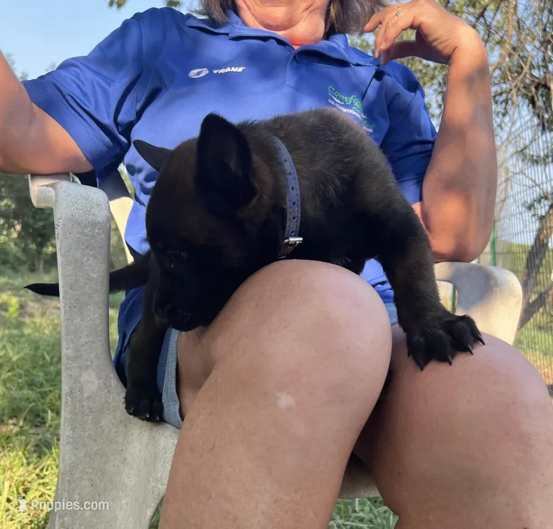 Blue – Belgian Malinois puppy for sale in Montreal, MO