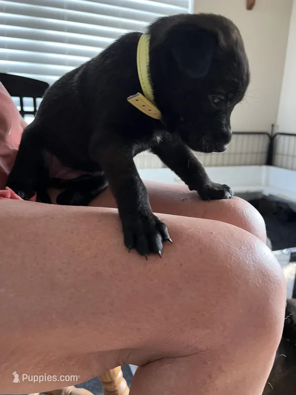 yellow – Belgian Malinois puppy for sale in Montreal, MO