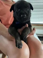 Blue, a male Belgian Malinois for sale in Montreal, MO – 4 of 4