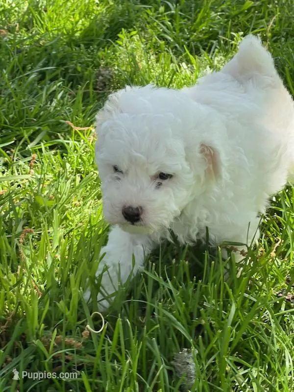 Pixie – Poodle - Miniature  puppy for sale in Montreal, MO