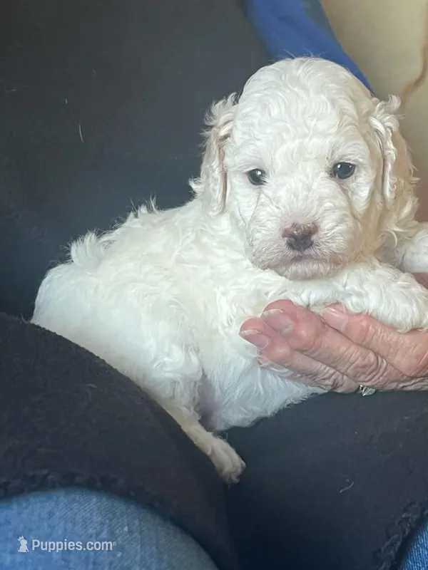 Pixie – Poodle - Miniature  puppy for sale in Montreal, MO