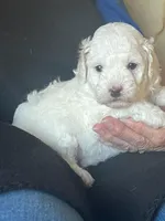 Pixie, a female Poodle - Miniature  for sale in Montreal, MO – Photo 1 of 4