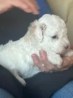 Pixie, a female Poodle - Miniature  for sale in Montreal, MO – Photo 3 of 4