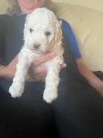 Pixie, a female Poodle - Miniature  for sale in Montreal, MO – Photo 2 of 4