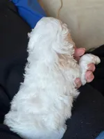 Pixie, a female Poodle - Miniature  for sale in Montreal, MO – Photo 4 of 4