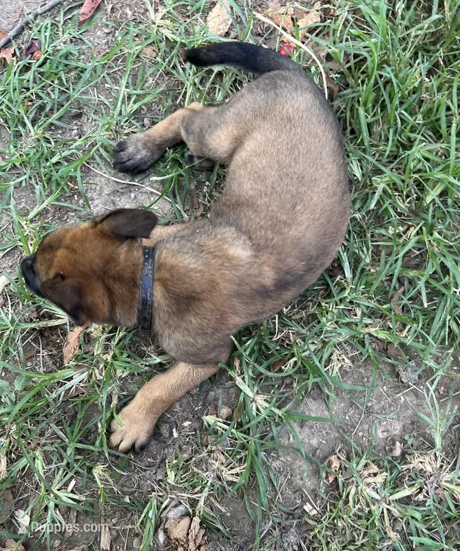 Black – Belgian Malinois puppy for sale in Montreal, MO