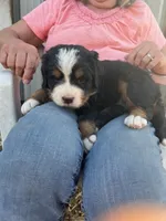 Blue, a female Bernese Mountain Dog for sale in Montreal, MO – Photo 2 of 4
