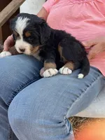 Blue, a female Bernese Mountain Dog for sale in Montreal, MO – Photo 4 of 4