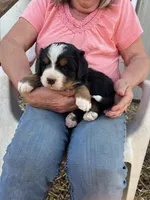 Blue, a female Bernese Mountain Dog for sale in Montreal, MO – Photo 1 of 4