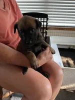 Brown, a male Belgian Malinois for sale in Montreal, MO – 3 of 3