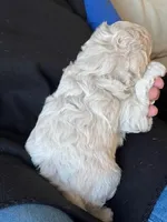 Sunny, a female Poodle - Miniature  for sale in Montreal, MO – Photo 3 of 4