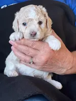 Sunny, a female Poodle - Miniature  for sale in Montreal, MO – Photo 4 of 4