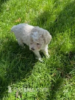 Sunny – Poodle - Miniature  puppy for sale in Montreal, MO