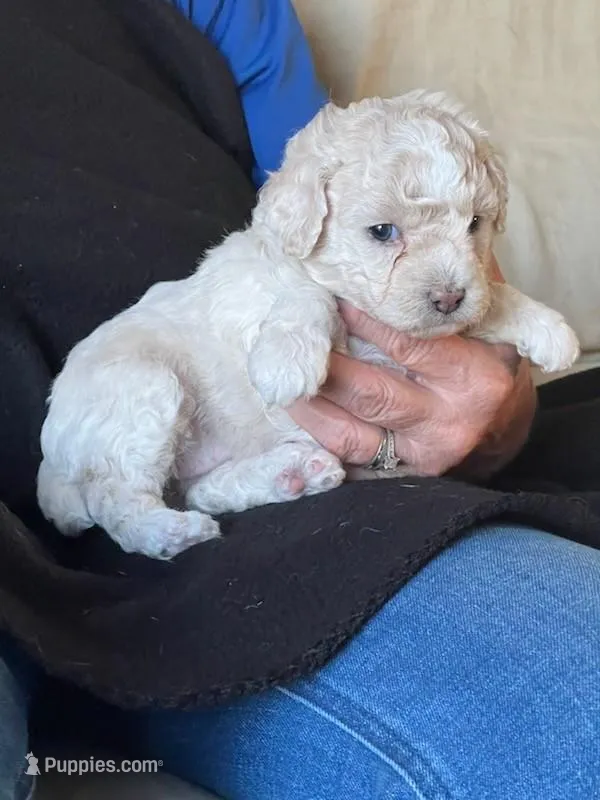 Sunny – Poodle - Miniature  puppy for sale in Montreal, MO