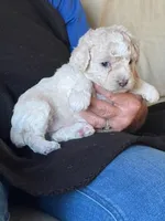 Sunny, a female Poodle - Miniature  for sale in Montreal, MO – Photo 1 of 4