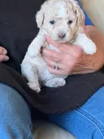 Sunny, a female Poodle - Miniature  for sale in Montreal, MO – Photo 2 of 4