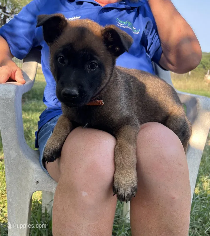 Orange – Belgian Malinois puppy for sale in Montreal, MO
