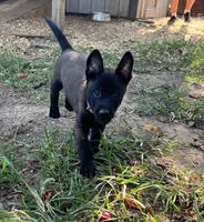 tan, a male Belgian Malinois for sale in Montreal, MO – 4 of 4