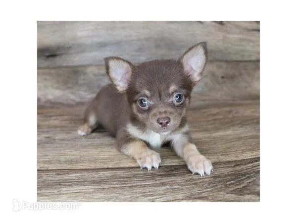 Jack – Chihuahua puppy for sale in Arvin, CA
