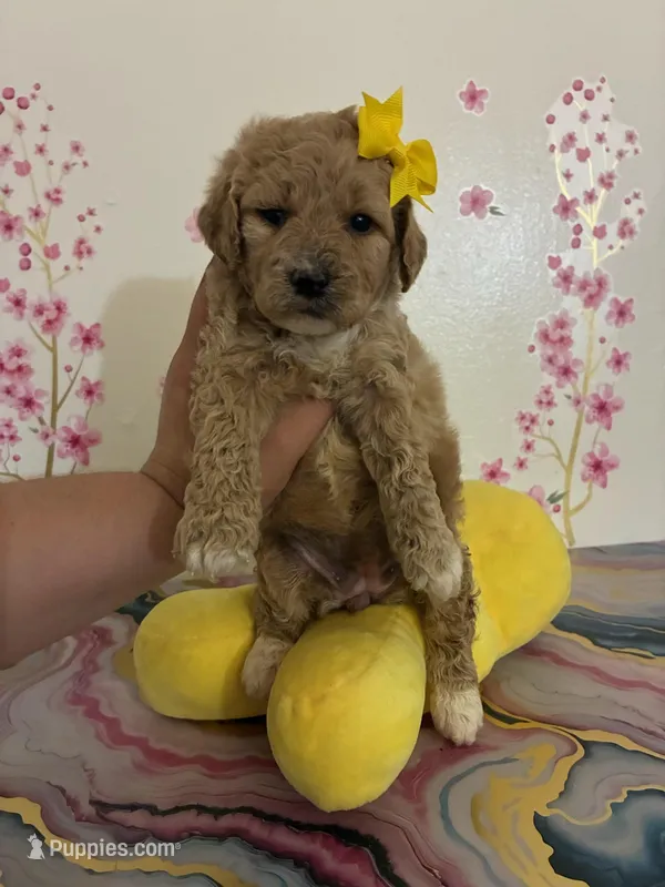 Rose – Poodle - Toy  puppy for sale in Arvin, CA