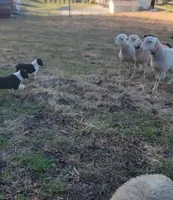 2 ABCA male's, a male Border Collie for sale in Abingdon, VA – Photo 4 of 10