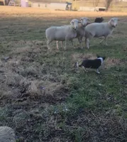 2 ABCA male's, a male Border Collie for sale in Abingdon, VA – Photo 7 of 10