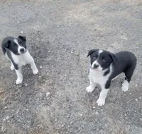 2 ABCA male's, a male Border Collie for sale in Abingdon, VA – Photo 3 of 10