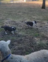 2 ABCA male's, a male Border Collie for sale in Abingdon, VA – Photo 6 of 10