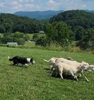 2 ABCA male's, a male Border Collie for sale in Abingdon, VA – Photo 1 of 10