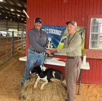 2 ABCA male's, a male Border Collie for sale in Abingdon, VA – Photo 10 of 10