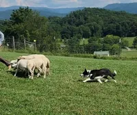 2 ABCA male's, a male Border Collie for sale in Abingdon, VA – Photo 9 of 10