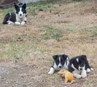 2 ABCA male's, a male Border Collie for sale in Abingdon, VA – Photo 5 of 10