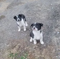 2 ABCA male's, a male Border Collie for sale in Abingdon, VA – Photo 2 of 10