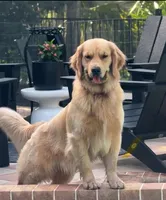 Puppy #1, a  Golden Retriever for sale in Bradenton, FL – 5 of 7