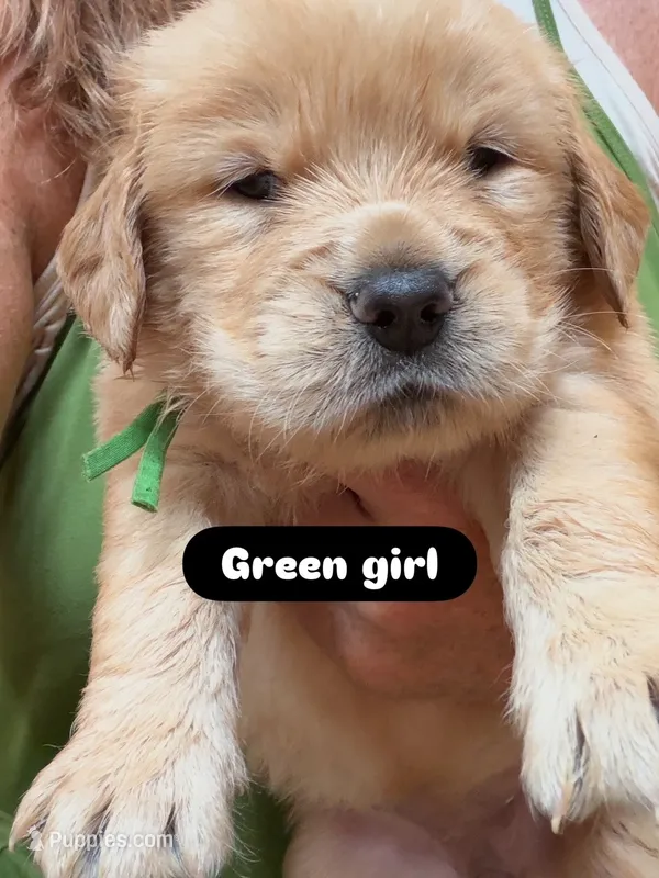 Green – Golden Retriever puppy for sale in Bradenton, FL