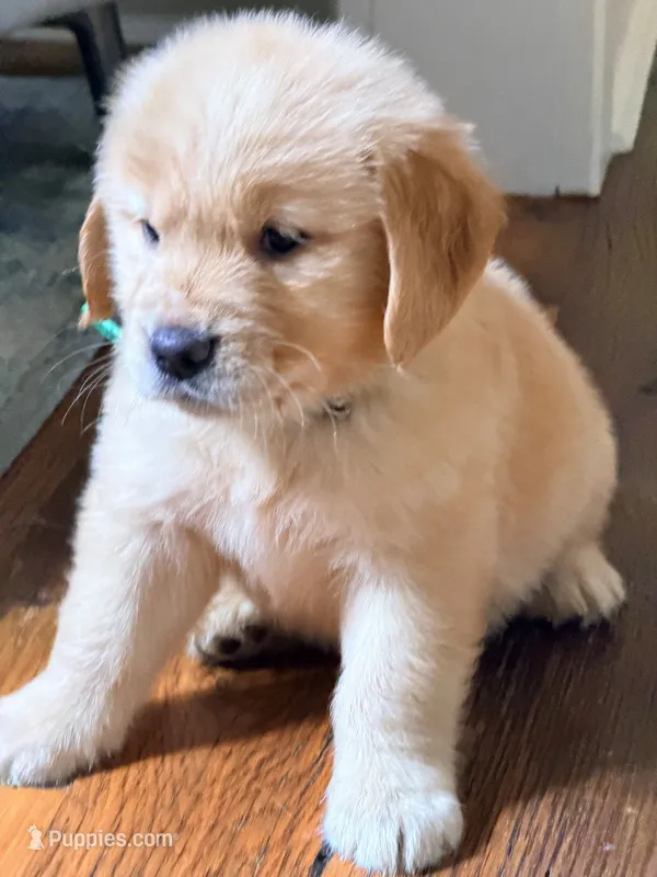Green – Golden Retriever puppy for sale in Bradenton, FL