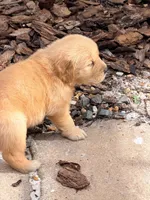 Green, a female Golden Retriever for sale in Bradenton, FL – 5 of 5