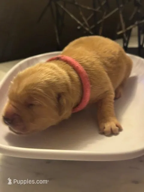 Hot Pink – Golden Retriever puppy for sale in Bradenton, FL