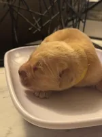 Mellow Yellow, a male Golden Retriever for sale in Bradenton, FL – 3 of 3