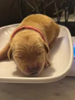 Hot Pink, a female Golden Retriever for sale in Bradenton, FL – 3 of 4
