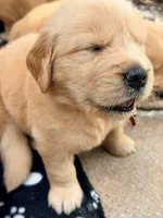 Brown, a male Golden Retriever for sale in Bradenton, FL – 2 of 2